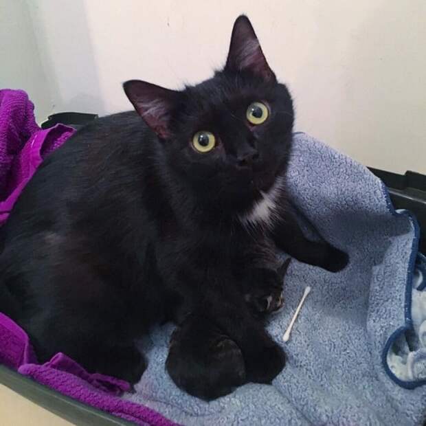 Кошка на полотенце Кошка с котятами