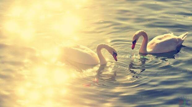 Лебеди в солнечных лучах