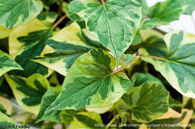 wpid204-Houttuynia-cordata-4824 (550x365, 145Kb)