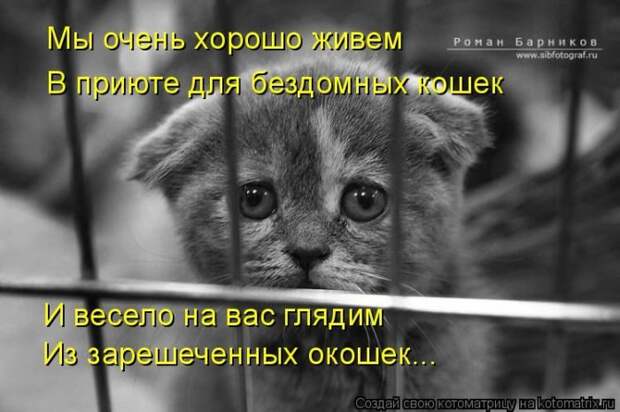 Лучшие котоматрицы недели