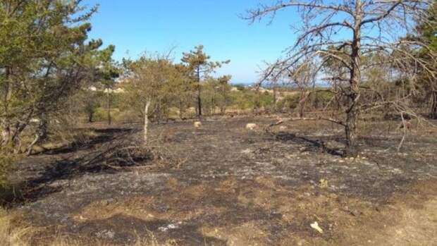 Севастополю угрожают лесные пожары