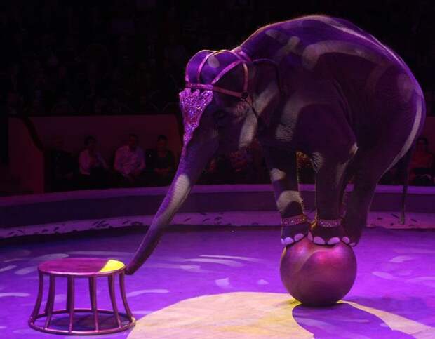 Италия приняла закон, запрещающий цирки с животными животные, италия, цирк