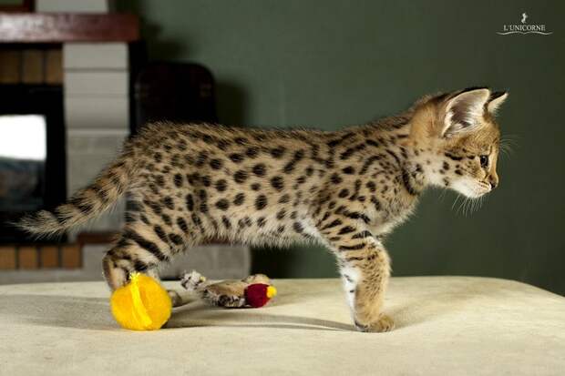 Взрослые домашние Сервалы(domestic Serval)