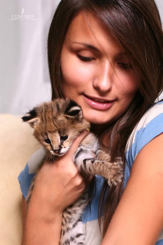 Домашний Сервал (domestic Serval)
