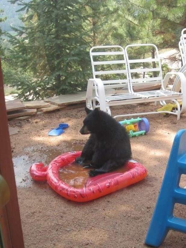 Животные умеют отдыхать летом)
