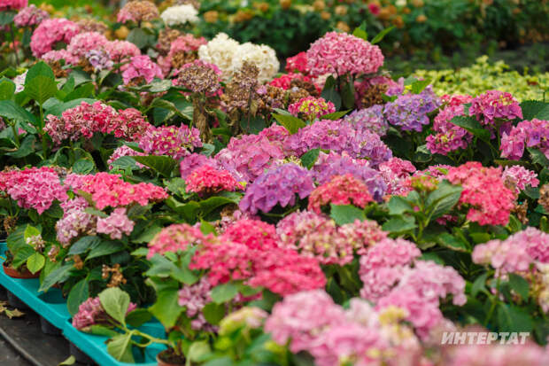 «Чәчәкләре купшы һәм эре булачак»: апрельдә гортензия куакларын кисү кагыйдәләре