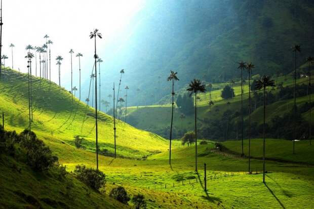 Долина самых высоких пальм на планете