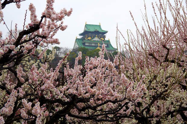 Япония. Осака. Замок в Осаке. Был основан в 1585 году. (pelican)