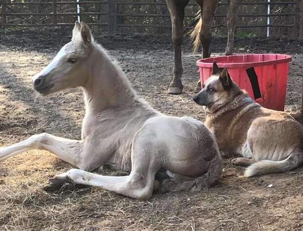 добрый пес помог жеребенку жеребенок и пес
