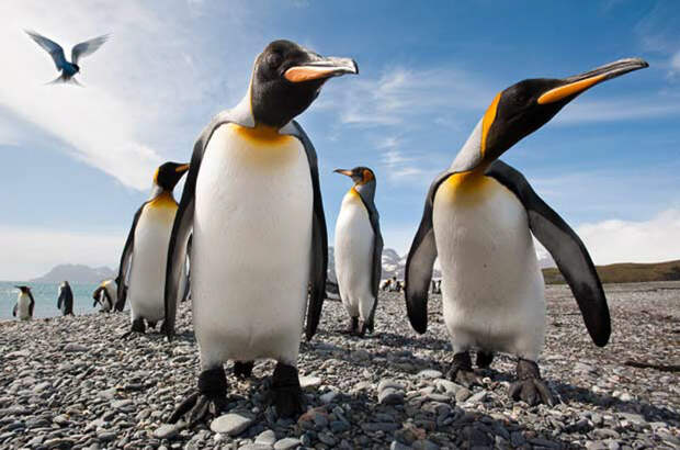 Фотография: Фото пингвинов от Ника Гарбутта №2 - BigPicture.ru