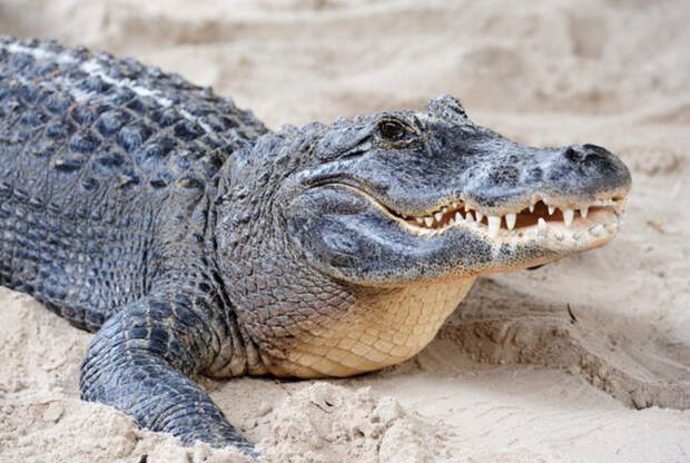 Крокодилы, мини-бегемотики и ахатин: россияне выбирают самых необычных питомцев