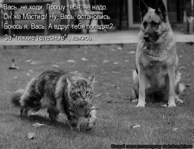 Лучшие котоматрицы недели Лучшие котоматрицы недели