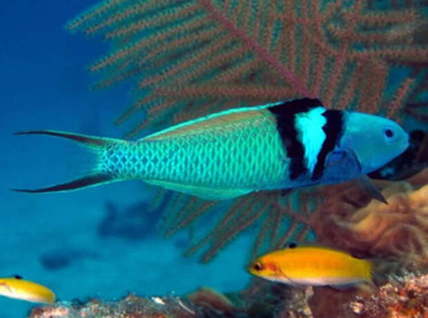 Как и зачем самки некоторых рыб превращаются в самцов