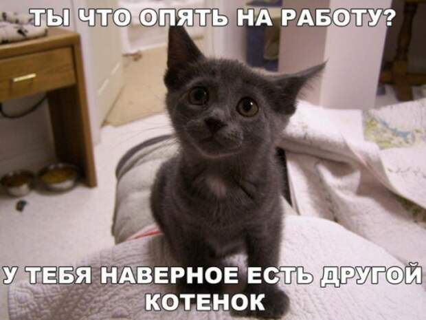 Без кота и жизнь не та