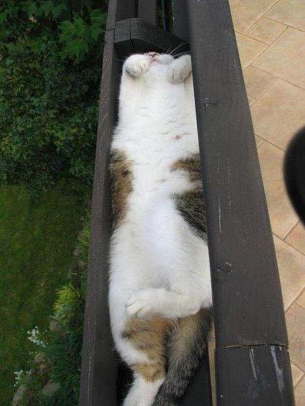 Коты, постигшие искусство сон-фу коты, спят