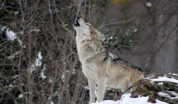 Свердловским охотникам из-за вреда хозяйству разрешено убивать 100% волков