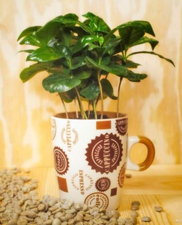 кофейное дерево