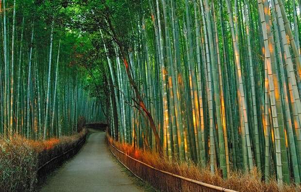Бамбуковый проход в Японии