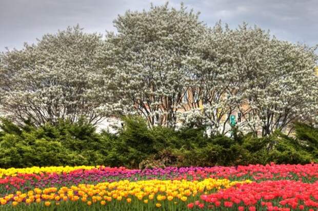 Цветущие тюльпаны (33 фото)