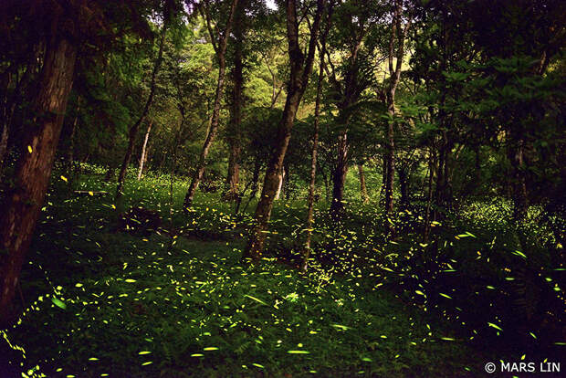 nightlight29 Светлячки в лесу