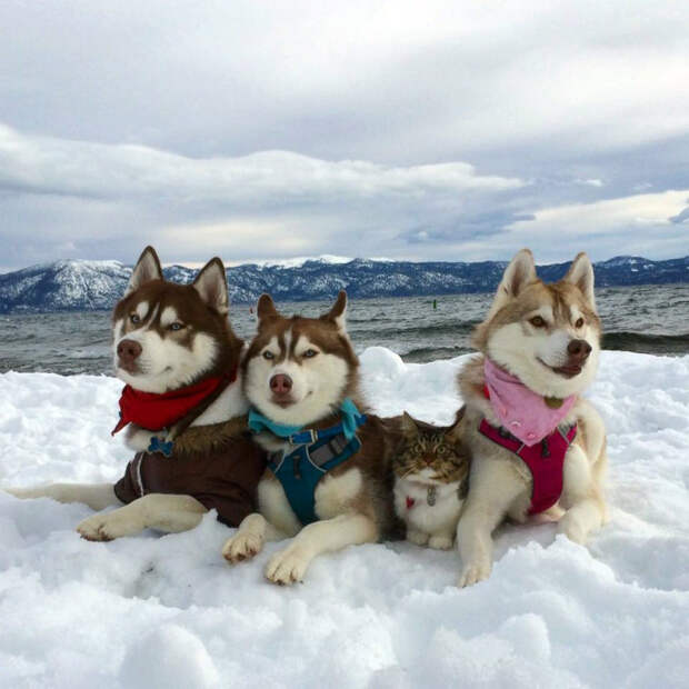 «Кот? Какой еще кот?» | Фото: Humor.fm