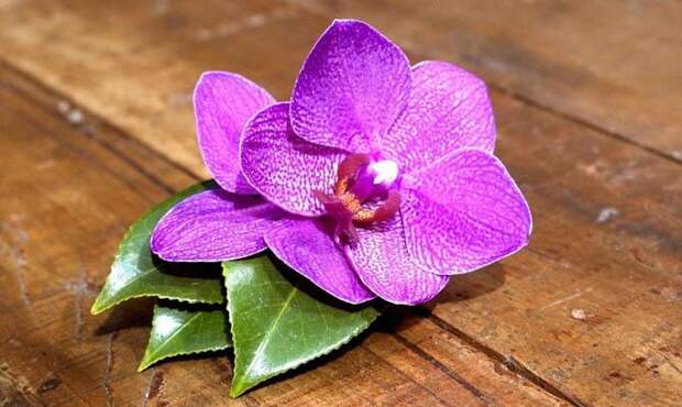 Орхидея - Интересные факты о цветах