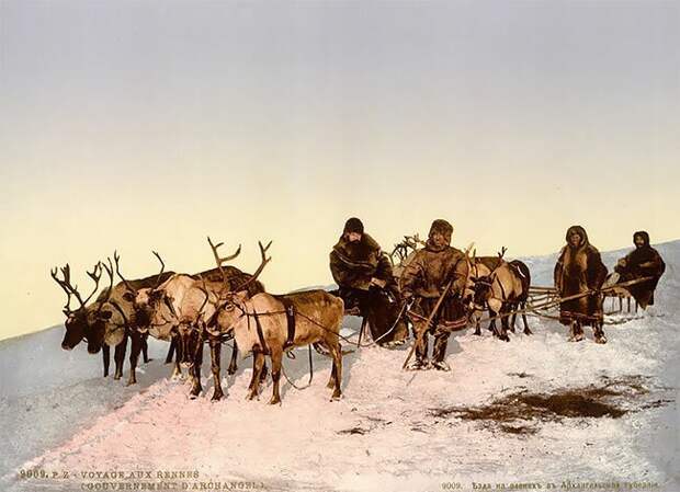 Поездка на оленях, Архангельск, Россия, 1890-е интересно, исторические кадры, исторические фото, история, ретро фото, старые фото, фото
