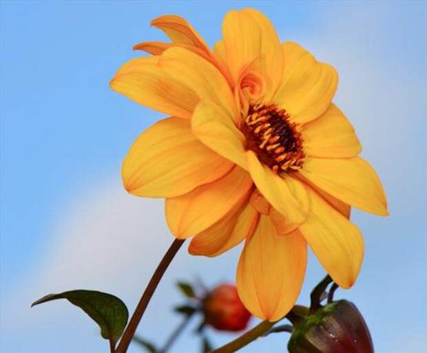 Георгина однолетняя (dahlia)