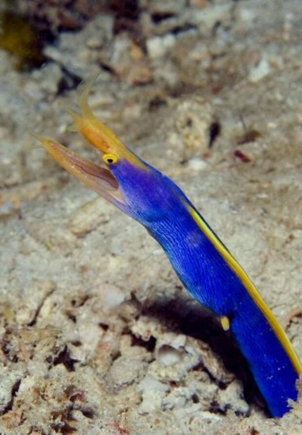 Голубой ленточный угорь или ленточная мурена (лат. Rhinomuraena guaesita) (англ. Ribbon eel)