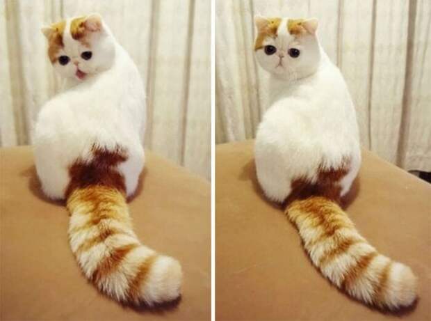 Красивые и необычные кошки
