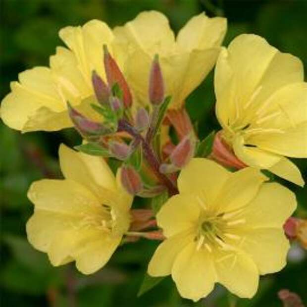 Энотера (Oenothera elata)