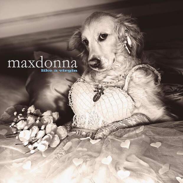 https://static.boredpanda.com/blog/wp-content/uploads/2018/07/iconic-madonna-scenes-dog-recreation-maxdonna-vincent-flouret-5b5ae47f07278__700.jpg