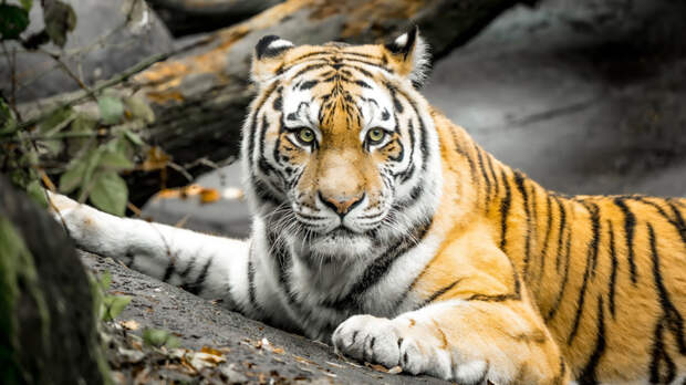 Россия планирует передать Казахстану амурских тигров