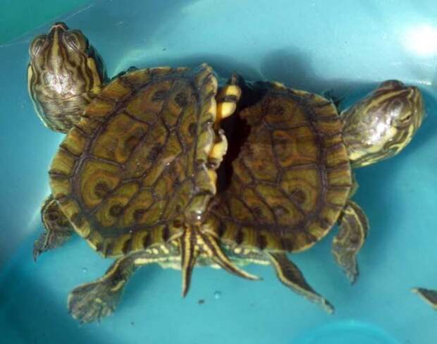 На Кубе нашли живых черепах - сиамских близнецов (3 фото)