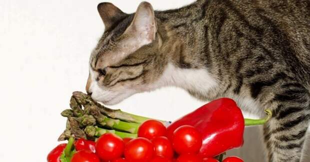 Коты-вегетарианцы в Великобритании объявлены вне закона
