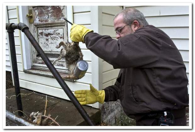 Животный мир планеты