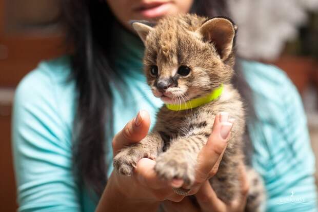 Домашний Сервал (domestic Serval)