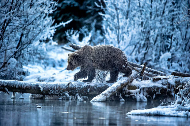 Медведь