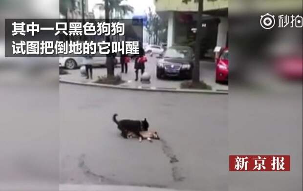 Пёс пытается «разбудить» сбитого машиной товарища машина, пёс, разбудить, сбить, товарищ