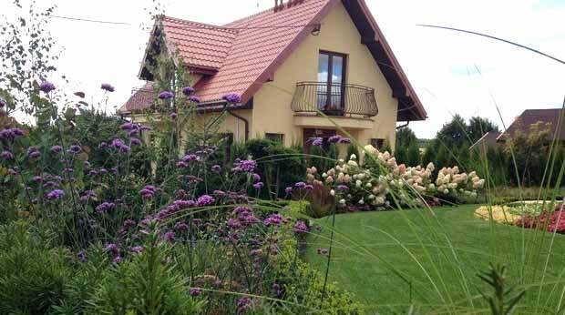 гортензия метельчатая фото