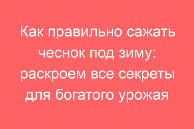 Как правильно сажать чеснок под зиму: раскроем все секреты для богатого урожая