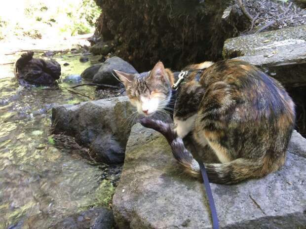 Слепая кошка, которая любит походы слепота, кошка, походы