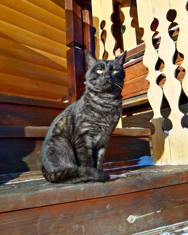 кот на крыльце