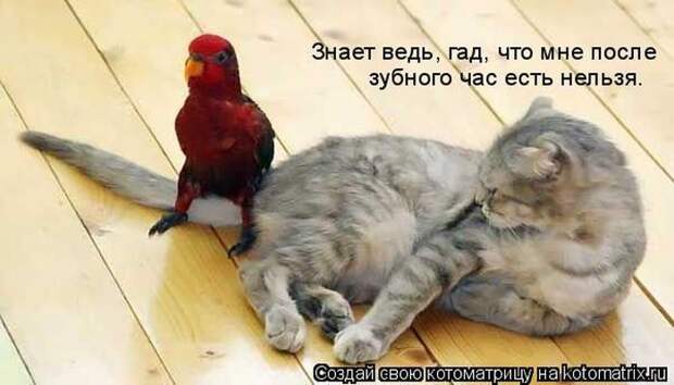 Котоматрицы :)