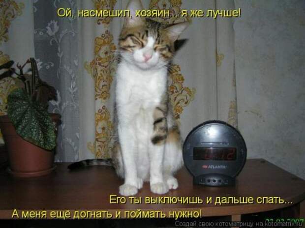 Позитивные котоматрицы ;))