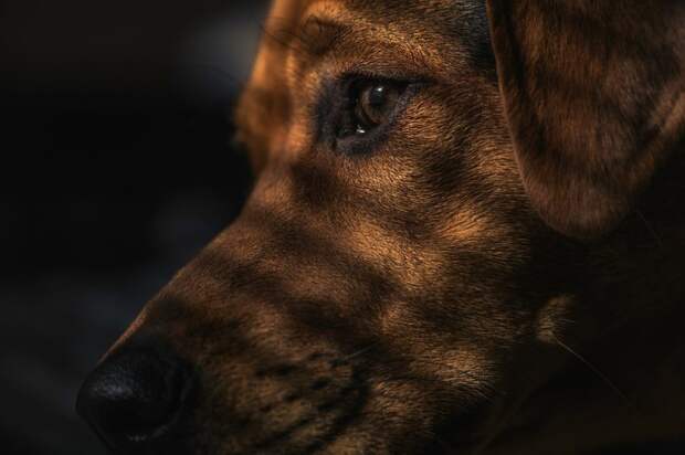 Собака/Pixabay