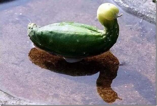 unusual-fruit-and-vegetables06