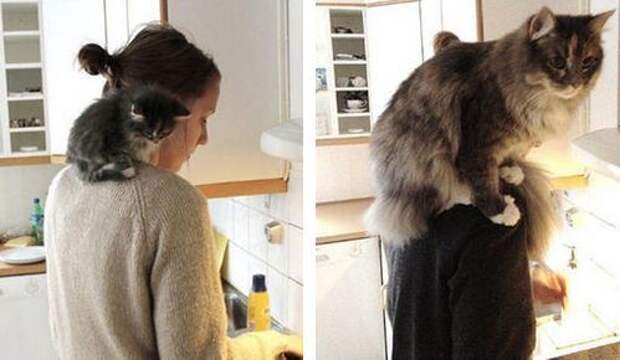 А вы любите кошек?
