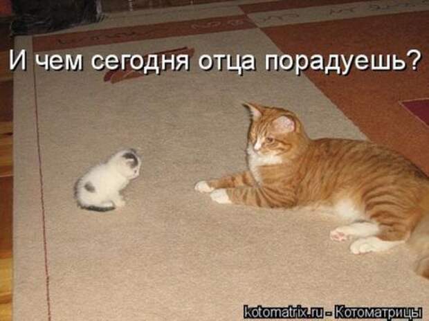 котоматрица свежак