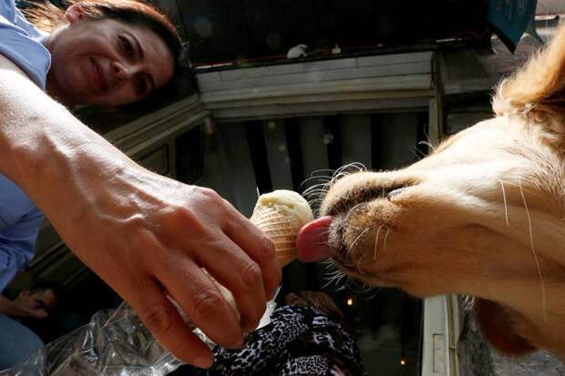 В Мехико открылось кафе-мороженое для собак
